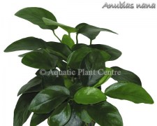 Anubias nana